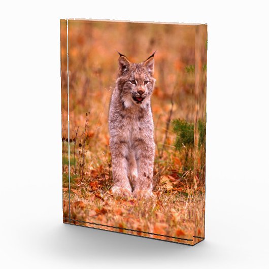 Jagen met een rode lynx | Herfst bos Fotoblokken (Rechts)