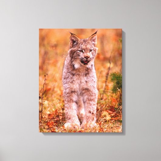 Jagen met een rode lynx | Herfstbos Canvas Afdruk (Voorkant)