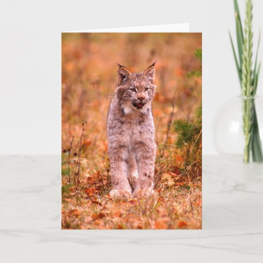 Jagen met een rode lynx | Herfstbos Kaart (Voorkant)