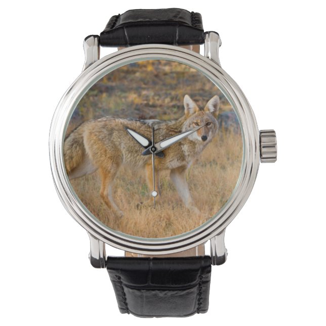 Jagen op Coyote (Canis Latrans) Horloge (Voorkant)
