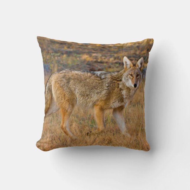 Jagen op Coyote (Canis Latrans) Kussen (Voorkant)