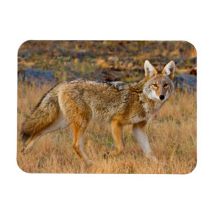 Jagen op Coyote (Canis Latrans) Magneet