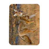 Jagen op Coyote (Canis Latrans) Magneet (Verticaal)