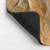 Jagen op Coyote (Canis Latrans) Muismat (Hoek)