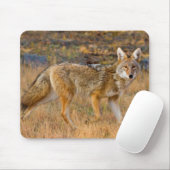 Jagen op Coyote (Canis Latrans) Muismat (Met muis)