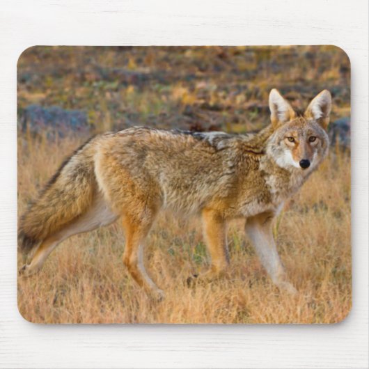 Jagen op Coyote (Canis Latrans) Muismat (Voorkant)