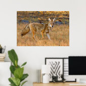 Jagen op Coyote (Canis Latrans) Poster (Thuiskantoor)