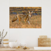 Jagen op Coyote (Canis Latrans) Poster (Keuken)