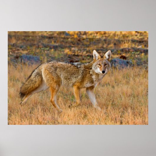 Jagen op Coyote (Canis Latrans) Poster (Voorkant)