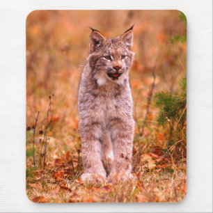 Jagen van een rode lynx Herfstbos Muismat