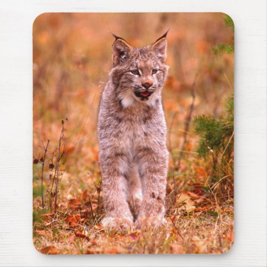 Jagen van een rode lynx | Herfstbos Muismat (Voorkant)