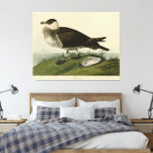 Jager (Pomarine Jaeger) Audubon's vogels in Amerik Canvas Afdruk (Insitu (Slaapkamer))