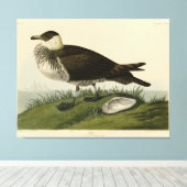 Jager (Pomarine Jaeger) Audubon's vogels in Amerik Canvas Afdruk (Insitu (Houten vloer))