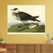 Jager (Pomarine Jaeger) Audubon's vogels in Amerik Canvas Afdruk (Insitu (Woonkamer))