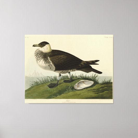 Jager (Pomarine Jaeger) Audubon's vogels in Amerik Canvas Afdruk (Voorkant)