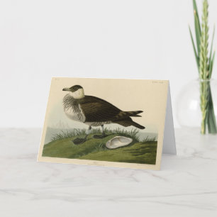 Jager (Pomarine Jaeger) Audubon's vogels in Amerik Kaart