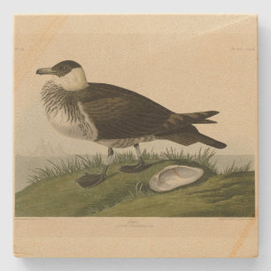 Jager (Pomarine Jaeger) Audubon's vogels in Amerik Stenen Onderzetter