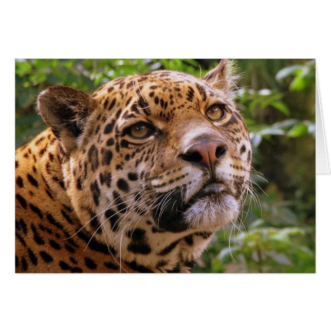 Jaguar (Voorkant Horizontaal)