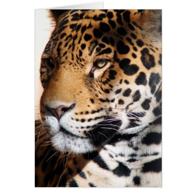 Jaguar (Voorkant)