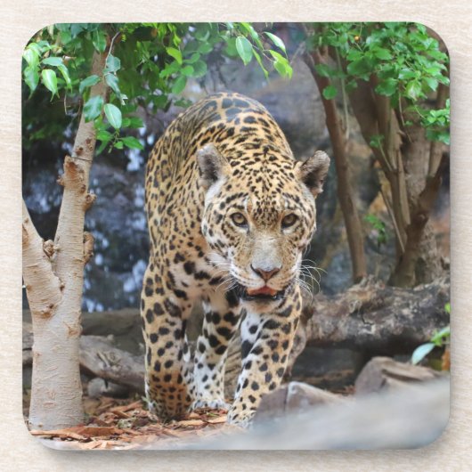 Jaguar20150501 Drankjes Onderzetter (Voorkant)