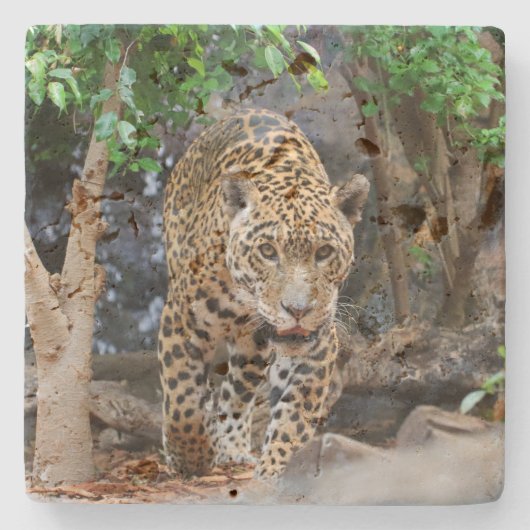 Jaguar20150501 Stenen Onderzetter (Voorkant)