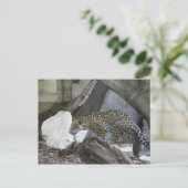 Jaguar # 10 briefkaart (Staand voorkant)