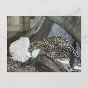 Jaguar # 10 briefkaart