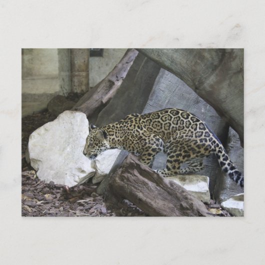 Jaguar # 10 briefkaart (Voorkant)