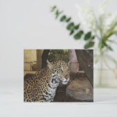 Jaguar # 13 briefkaart (Staand voorkant)