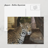 Jaguar # 13 briefkaart (Voorkant / Achterkant)