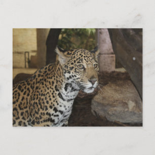 Jaguar # 13 briefkaart