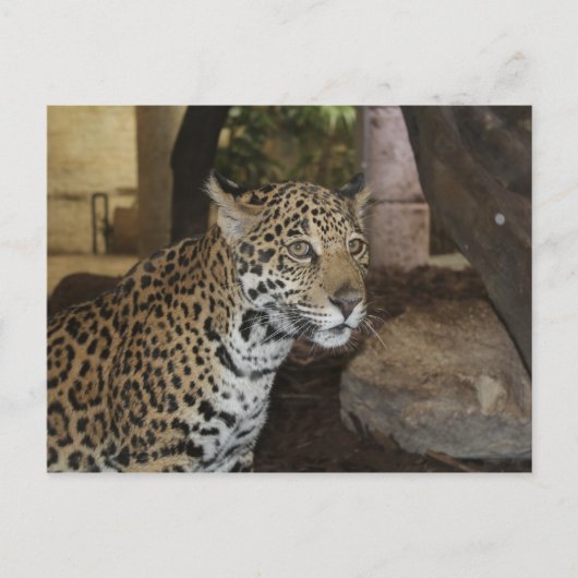 Jaguar # 13 briefkaart (Voorkant)