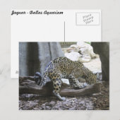 Jaguar # 18 briefkaart (Voorkant / Achterkant)