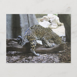Jaguar # 18 briefkaart