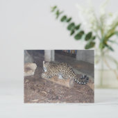 Jaguar # 25 briefkaart (Staand voorkant)