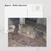 Jaguar # 25 briefkaart (Voorkant / Achterkant)