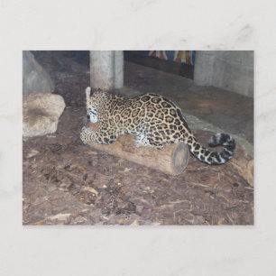 Jaguar # 25 briefkaart