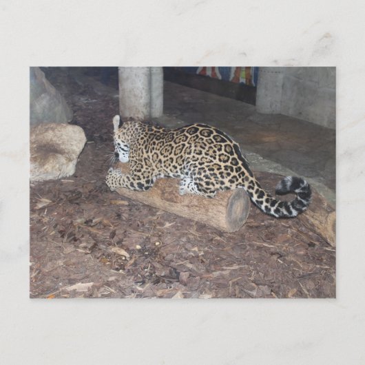 Jaguar # 25 briefkaart (Voorkant)