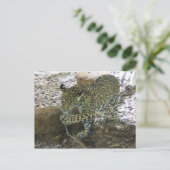 Jaguar # 30 briefkaart (Staand voorkant)