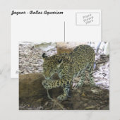 Jaguar # 30 briefkaart (Voorkant / Achterkant)