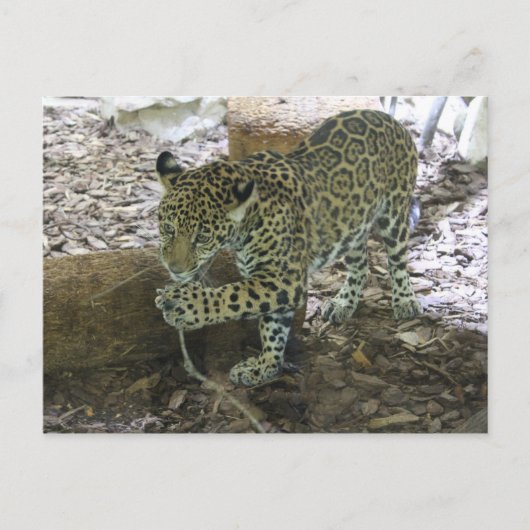 Jaguar # 30 briefkaart (Voorkant)