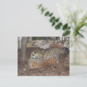 Jaguar # 9 briefkaart (Staand voorkant)