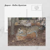 Jaguar # 9 briefkaart (Voorkant / Achterkant)
