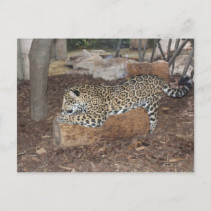 Jaguar # 9 briefkaart
