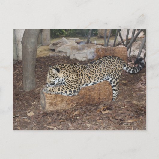 Jaguar # 9 briefkaart (Voorkant)