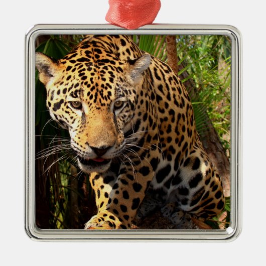 Jaguar Adolescent Metalen Ornament (Voorkant)
