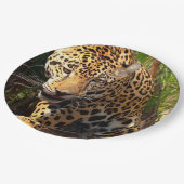 Jaguar Adolescent Papieren Bordje (Gekanteld)