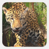 Jaguar Adolescent Sticker (Voorkant)