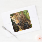Jaguar Adolescent Sticker (Envelop)