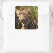 Jaguar Adolescent Sticker (Tas)